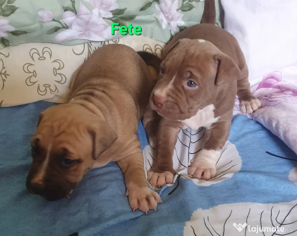 pui AmericanStaffordshireTerrier