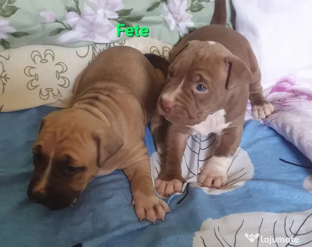 pui AmericanStaffordshireTerrier