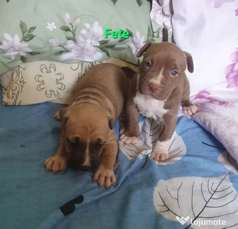 pui AmericanStaffordshireTerrier