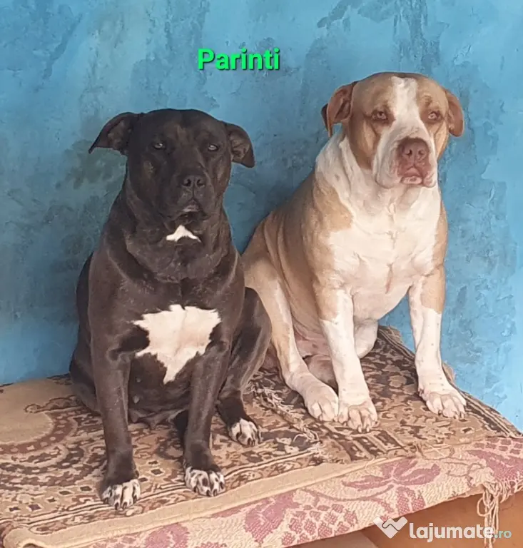 pui AmericanStaffordshireTerrier
