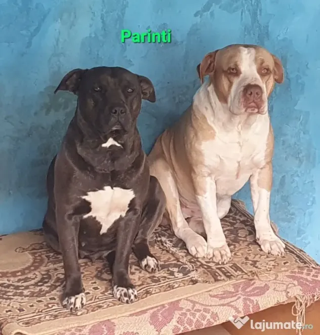 pui AmericanStaffordshireTerrier