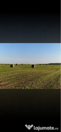 Baloti mari lucerna