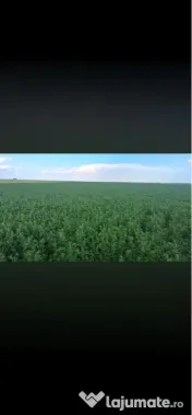 Baloti mari lucerna 