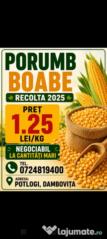 Porumb boabe producție 2025