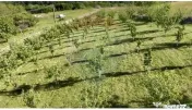 Teren 20.170mp | Livada | Suncuius, Bihor 