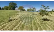 Teren 20.170mp | Livada | Suncuius, Bihor 