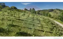 Teren 20.170mp | Livada | Suncuius, Bihor
