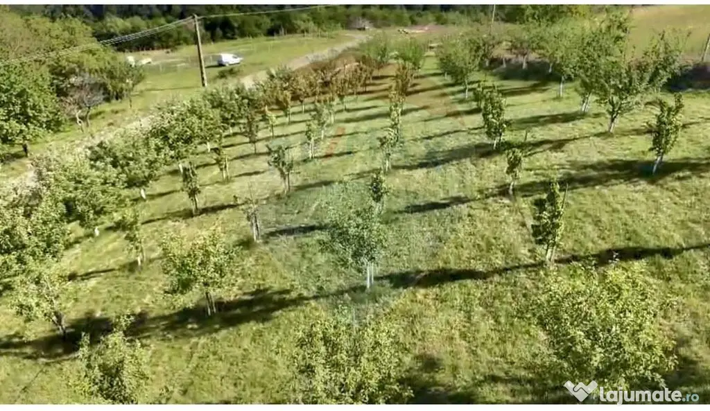 Teren 20.170mp | Livada | Suncuius, Bihor