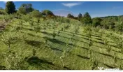 Teren 20.170mp | Livada | Suncuius, Bihor 