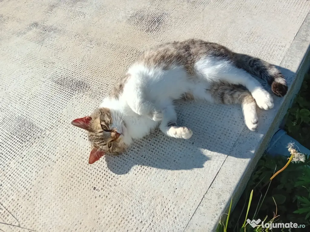 Donez pisică motan tânăr