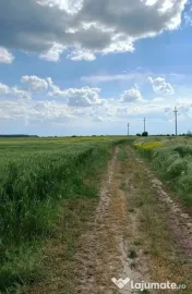 ???? 15-50 ha, parcelat, Mihailesti Giurgiu 