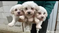 Bichon Maltez