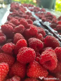 Zmeură 