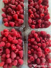 Zmeură 