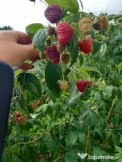 Zmeură 