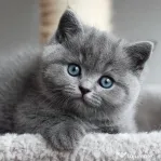 British shorthair superb