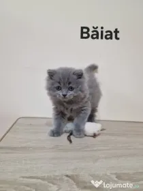 British longhair