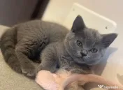 British shorthair pisici 