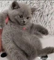 British shorthair pisici 