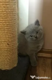 British shorthair pisici 
