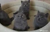British shorthair pisici 