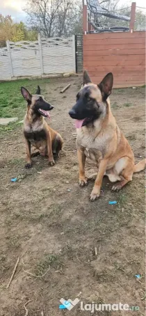 Belgian Malinois