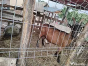 Vând 3capre de rasă 