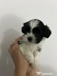 Bichon havanez fetita alba cu pete 