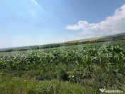 Teren intravilan, 1900 mp, sat Sandulesti 