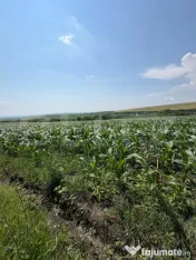 Teren intravilan, 1900 mp, sat Sandulesti 