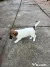 Cățeluși Jack Russell