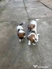 Cățeluși Jack Russell