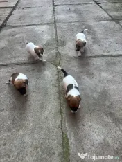 Cățeluși Jack Russell