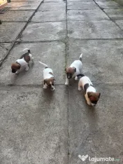 Cățeluși Jack Russell