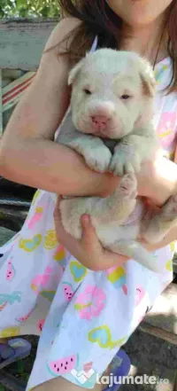 catei sharpei cu cow chow 