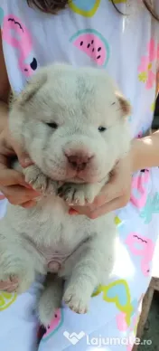 Catei shar pei cu chow chow 