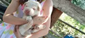 Catei shar pei cu chow chow 