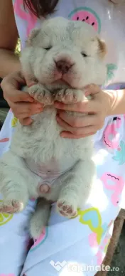 Catei shar pei cu chow chow 