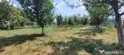 Teren 3100 mp caban#259; poten#539;ial investi#539;ional #53
