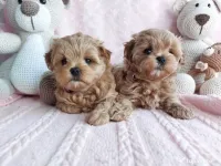 Maltipoo Toy cappucino 