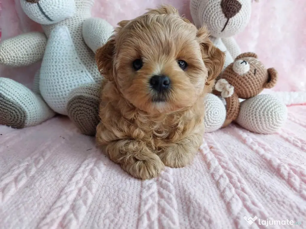 Maltipoo Toy cappucino