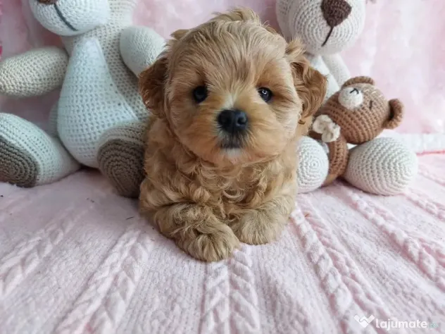 Maltipoo Toy cappucino