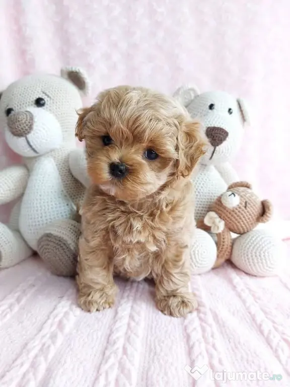 Maltipoo Toy cappucino