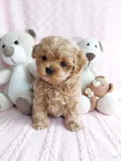 Maltipoo Toy cappucino