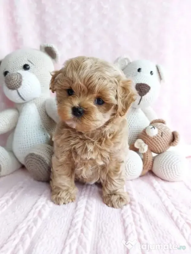 Maltipoo Toy cappucino