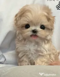 Maltipoo Mini toy 2,5 luni