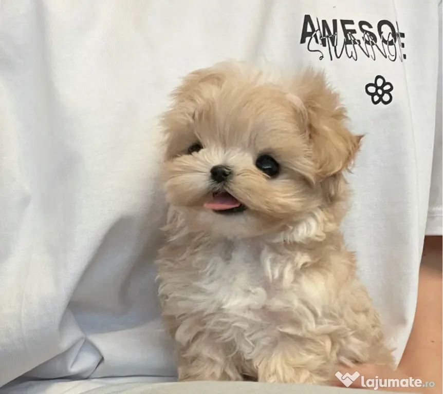 Maltipoo Mini toy 2,5 luni