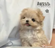 Maltipoo Mini toy 2,5 luni 