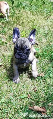 De vânzare pui de Bulldog Francez 