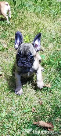 De vânzare pui de Bulldog Francez 